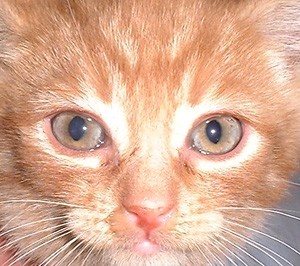 Katzenschnupfen Erfolgreich Behandeln Einer Katzen Wie Calicivirus Chlamydiae Und Herpesvirus